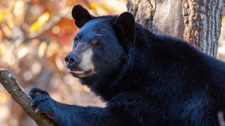 Black bear climbs tree