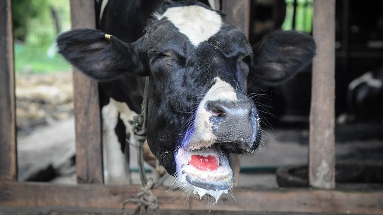 A heifer showing symptoms of foot and mouth disease