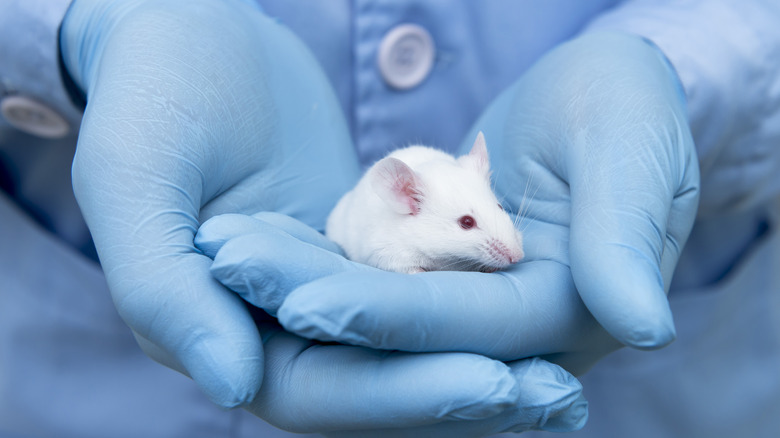 Lab mouse in a technician's hands