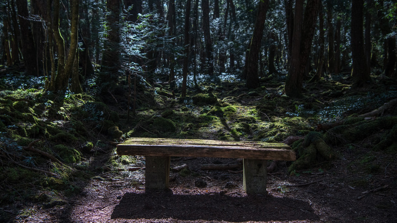 Aokigahara bench in forest