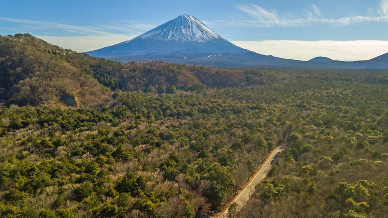 Mt. Fuji overlooking Aokigahara