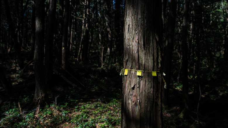 Aokigahara tree with suicide marker 