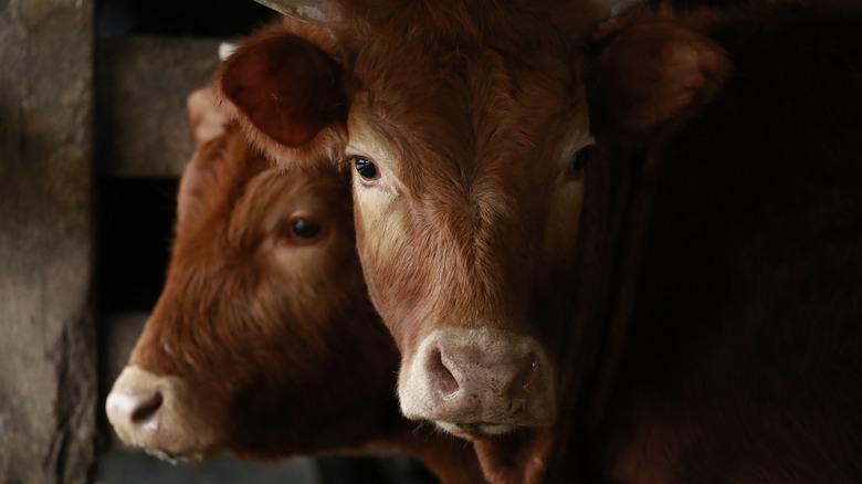 Cows in pen