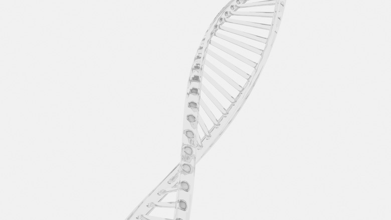 strand of DNA