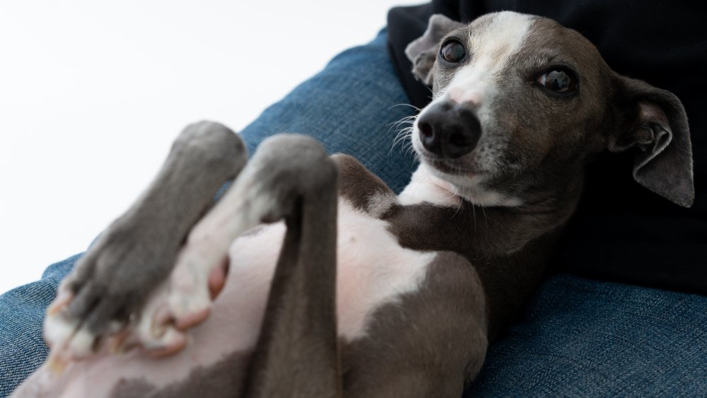 Italian Greyhound