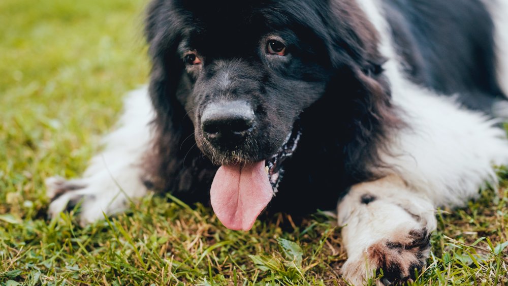 what dogs have the biggest paws