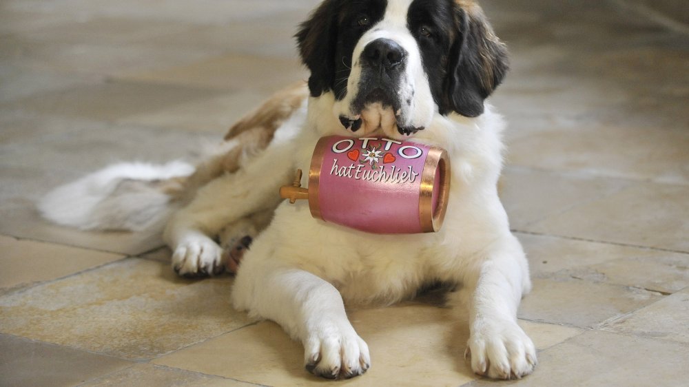 Otto the Saint Bernard