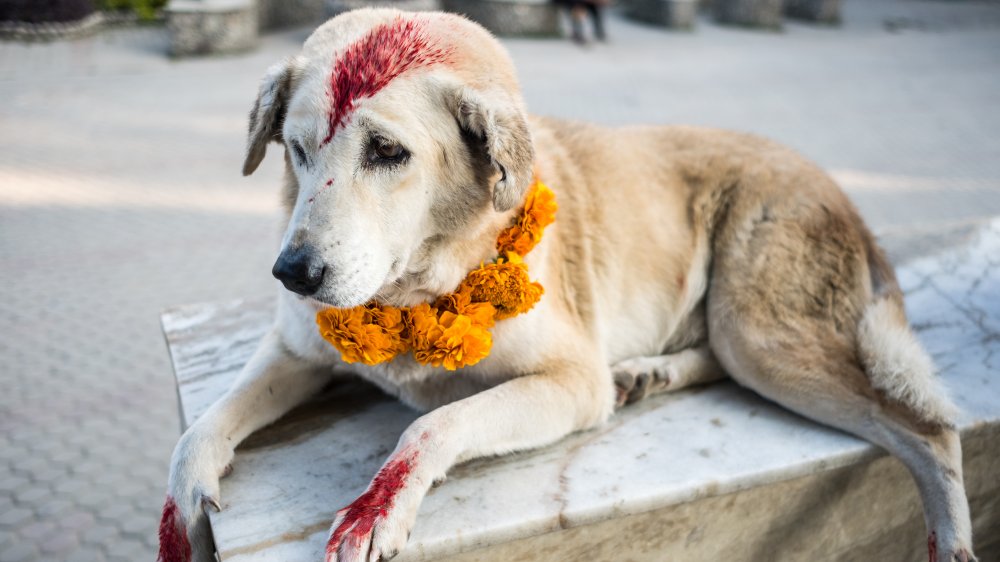 Nepalese dog