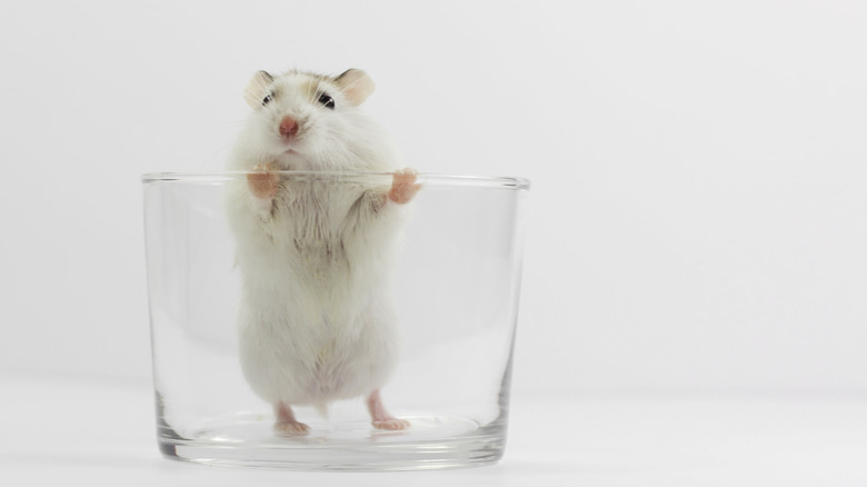 White mouse in transparent cup