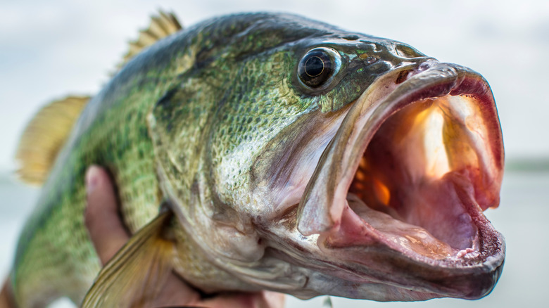 Largemouth bass