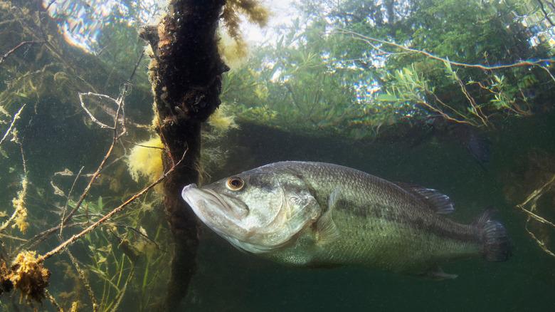 Bass fish in lake