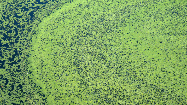 An algal bloom 