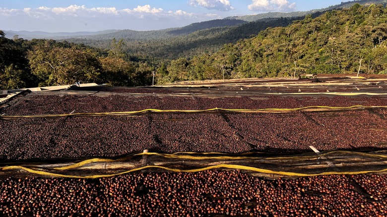 coffee cherries spread fields in ethiopia