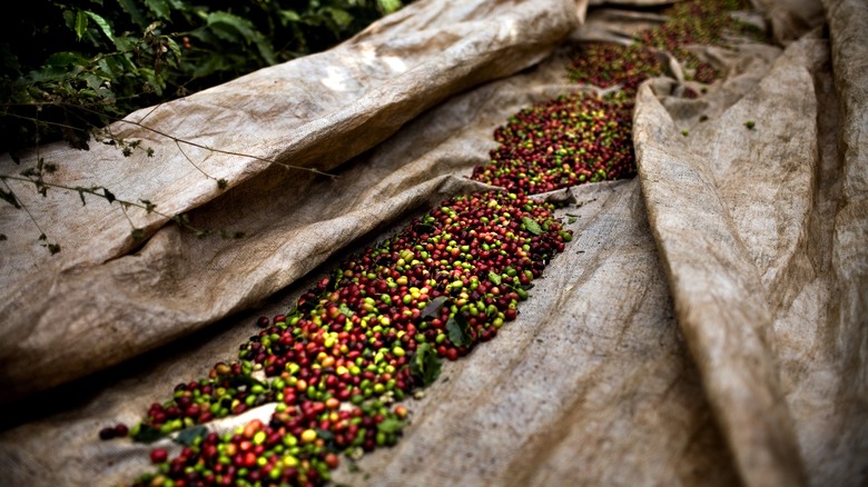 coffee cherries 