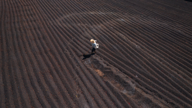 farmer among coffee beans in vietnam