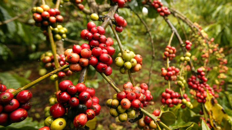 coffee cherries on branches