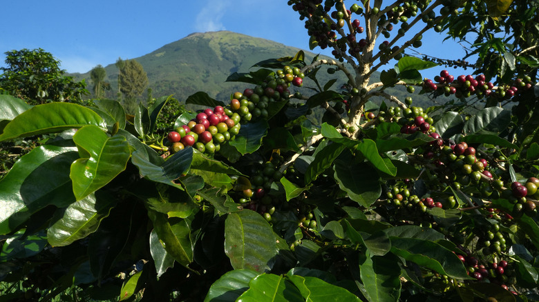 coffee fruit on the tree