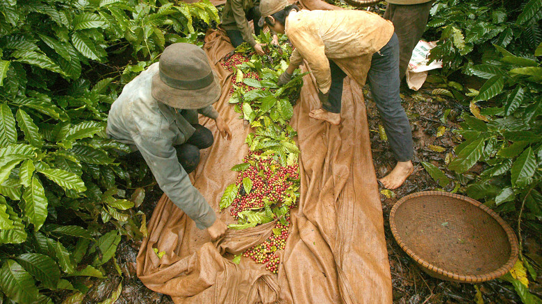 coffee plantation workers harvesting coffee cherries