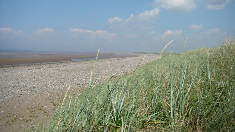 Solway Firth, United Kingdom grass