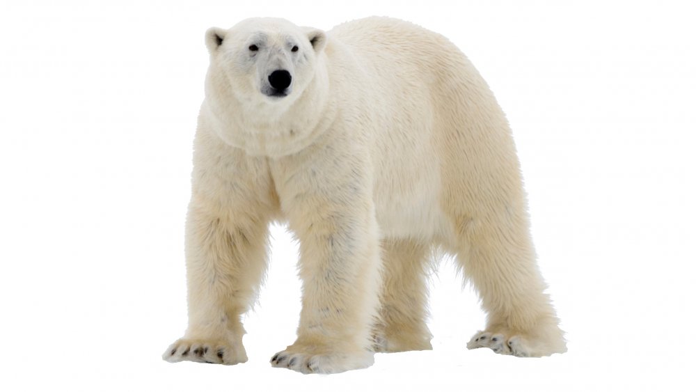 Polar bear