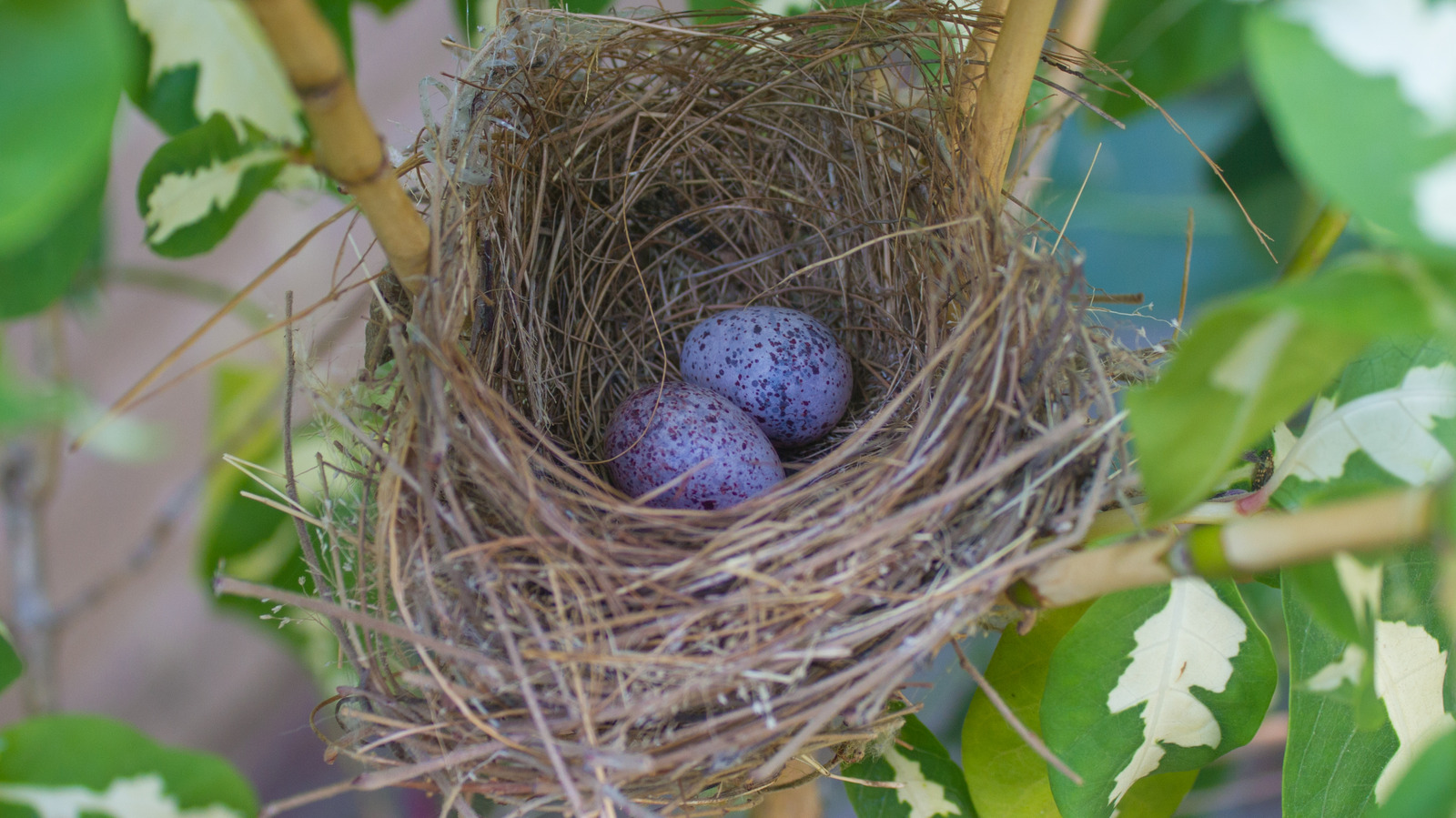 The colour and beauty of birds' eggs