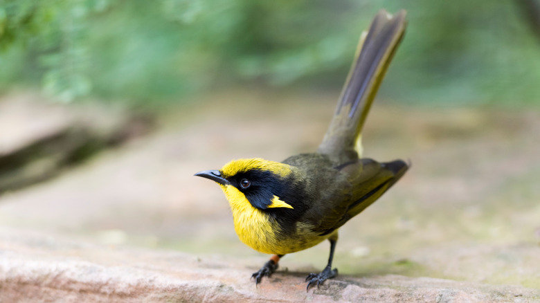 The helmeted honeyeater, an Australian passerine