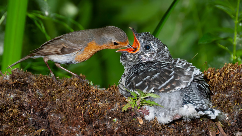 A cuckoo in a robin's nest 