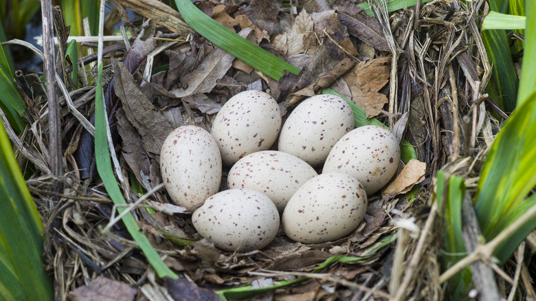 Moorhen's eggs