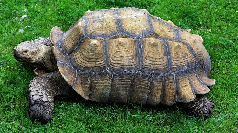 African spurred tortoise