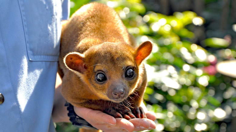 Kinkajou sitting in a palm