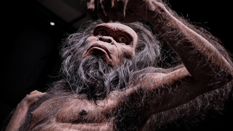 Homo habilus exhibit 