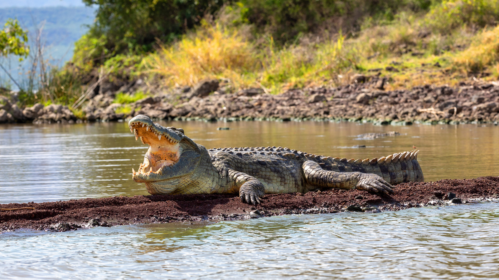 The Extreme Australian Sport That Involves Bungee Jumping Right To The  Mouths Of Crocodiles