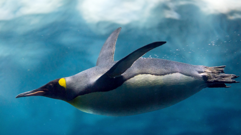 Emperor penguin swimming underwater