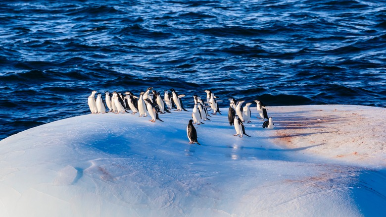 Large group of penguins on ice surrounded by water