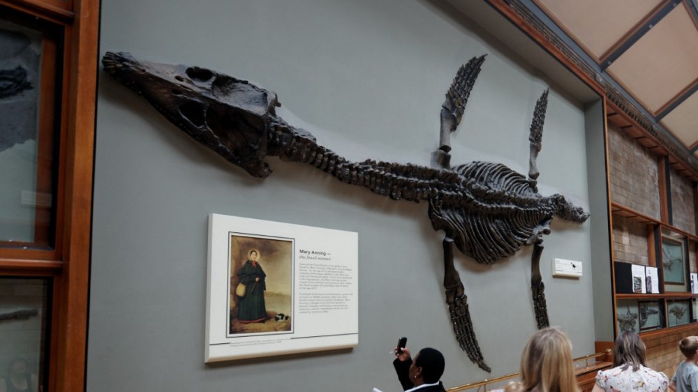 Fossil specimen with plaque about Mary Anning, Natural History Museum