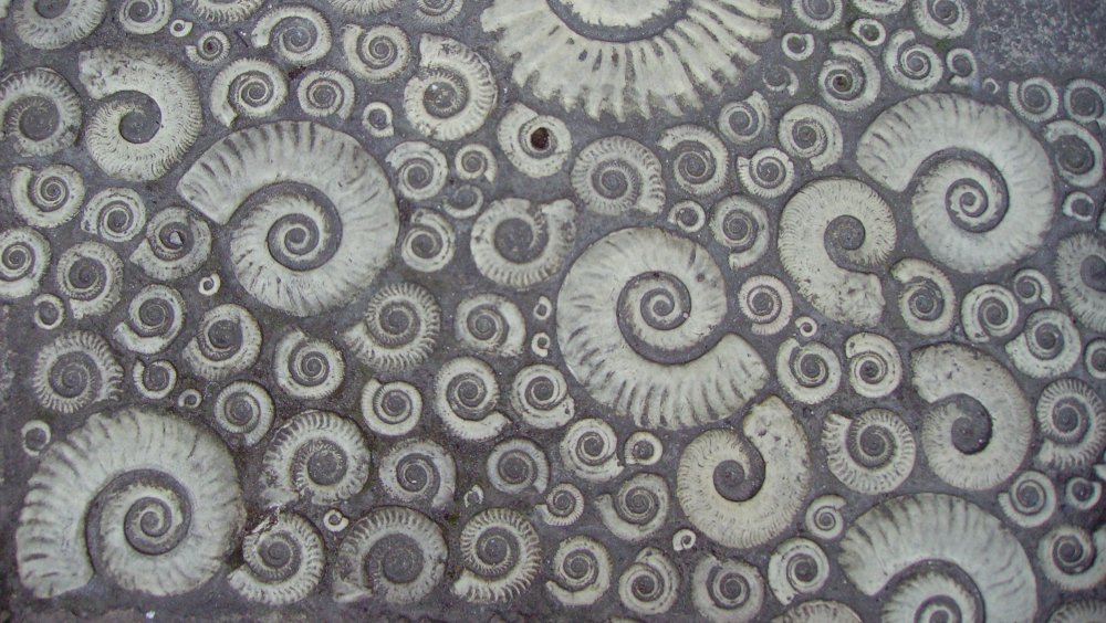 Coade stone ammonites, Lyme Regis, England