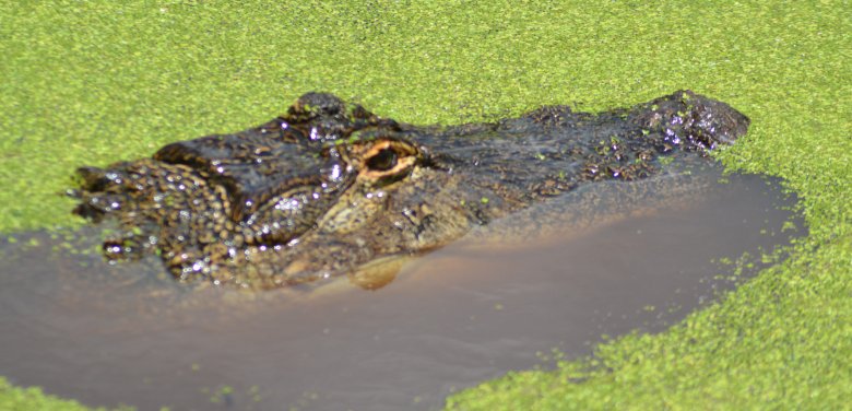 alligator