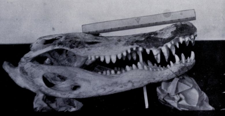 alligator skull