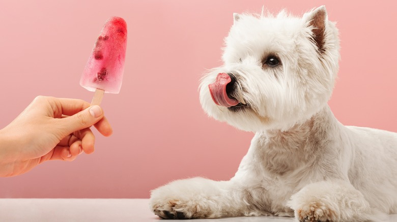 Dog being fed ice lolly