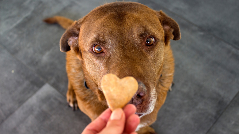 Person holding biscuit out to dog