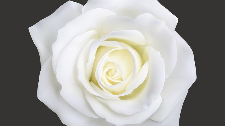 white rose