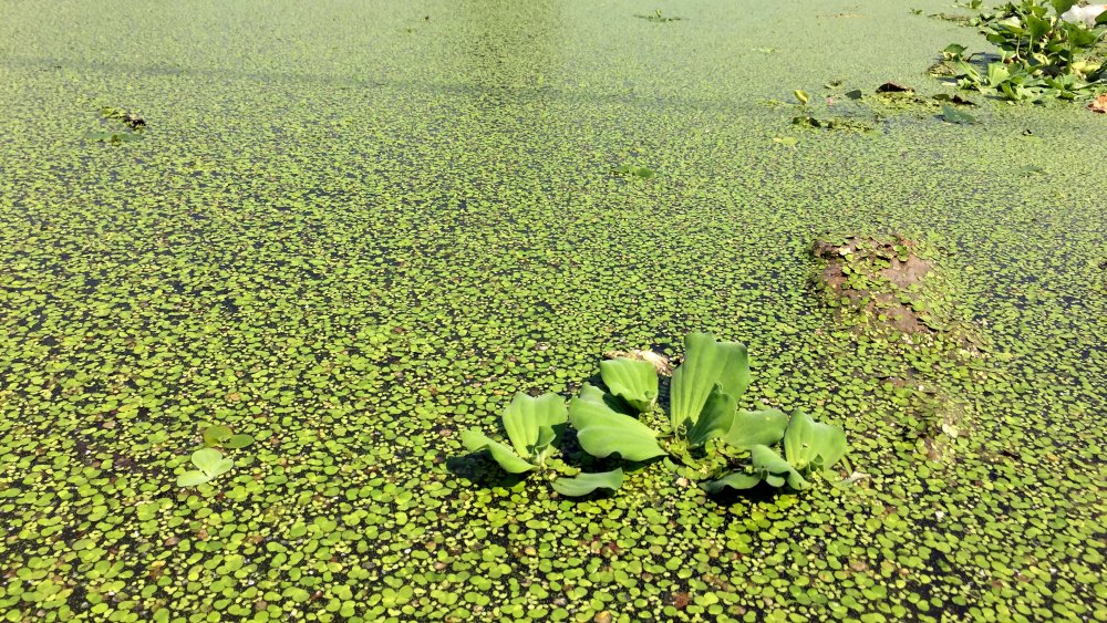 duckweed