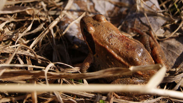 Frog awakening from hibernation 