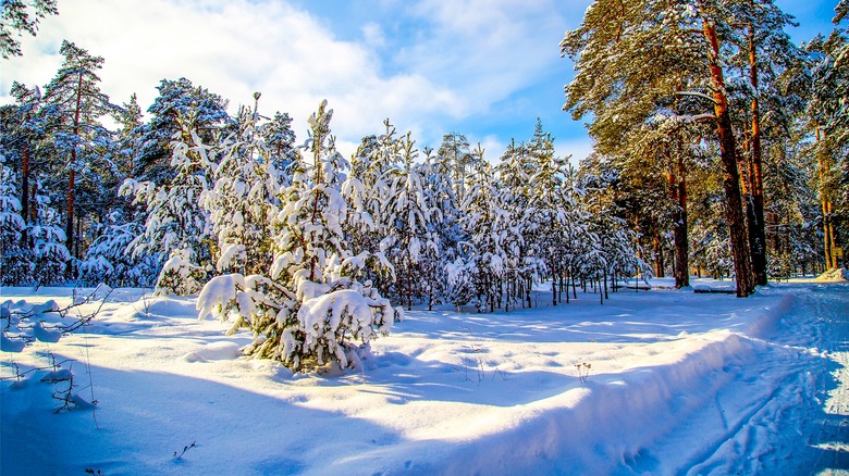 Snowy forest 