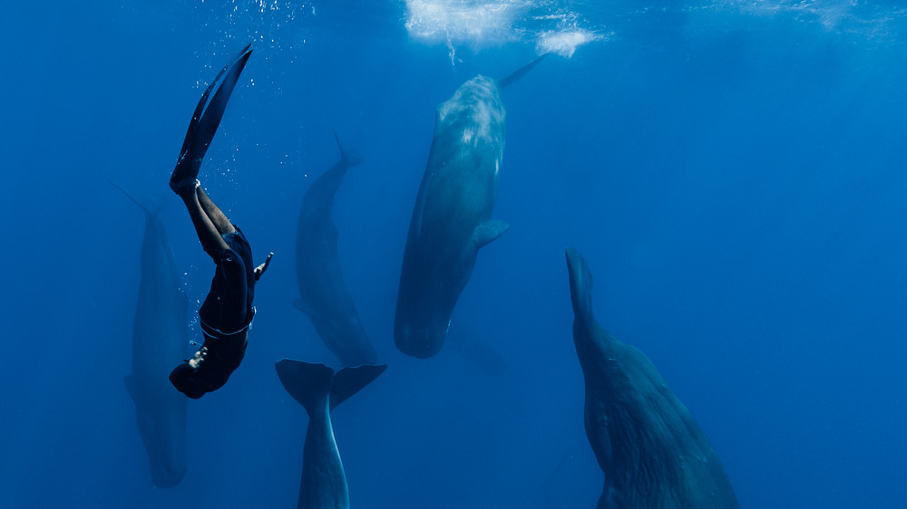 sperm whales and free diver