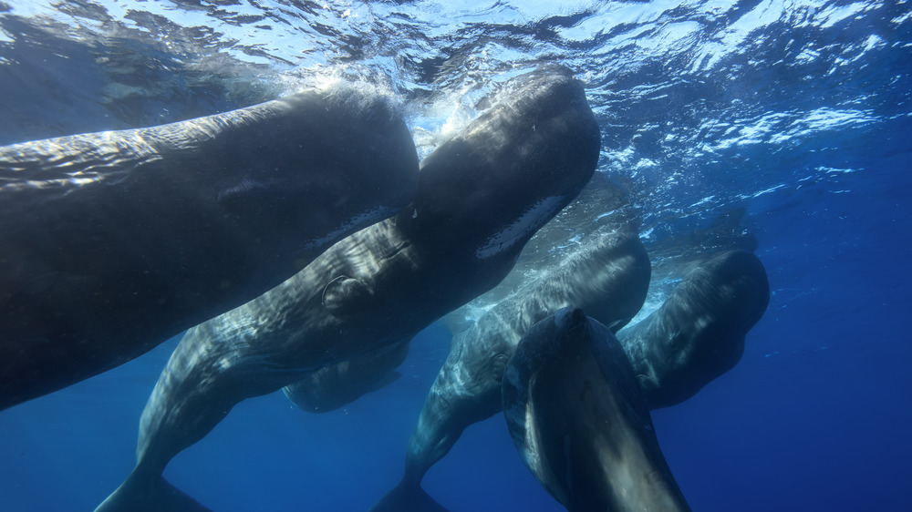 sperm whales