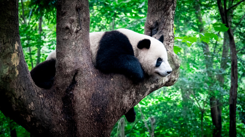 giant panda napping in a tree