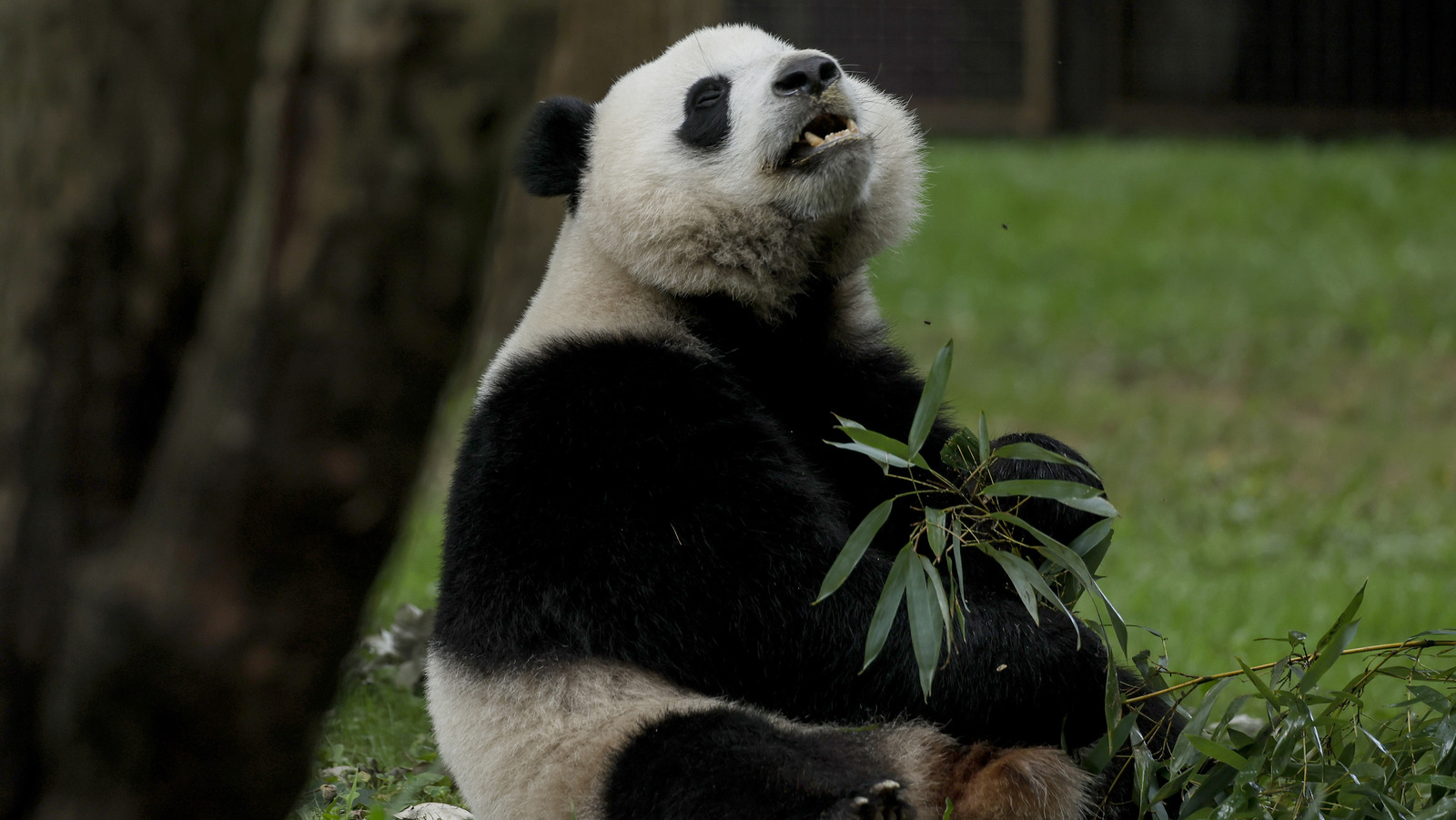 The Giant Panda Who Successfully Faked A Pregnancy To Receive Special Treatment
