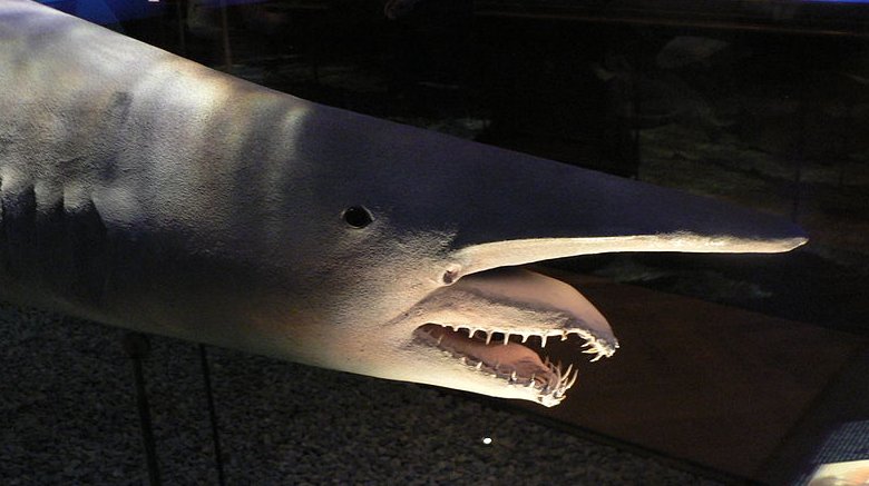 Goblin shark