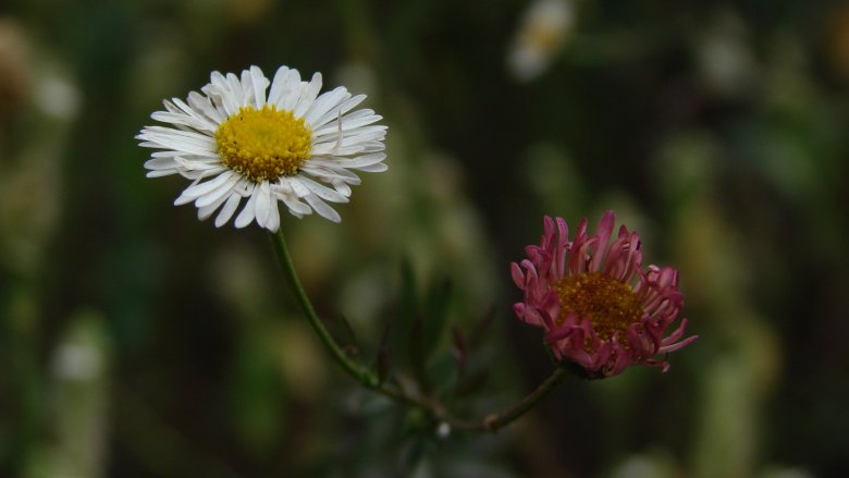 Dandelions